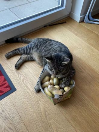 Kater, 18 Monate alt, 5,5 kg, sehr gesund und aktiv.