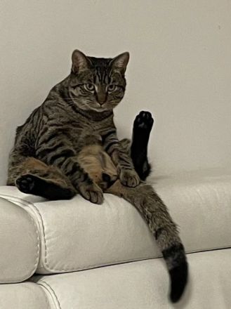 Kater, 18 Monate alt, 5,5 kg, sehr gesund und aktiv.