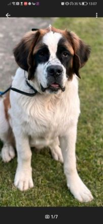 Mila fast 1 Jahr jung sucht neuen Wirkungskreis. Sie