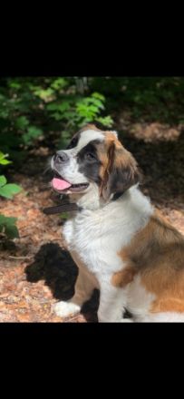 Mila fast 1 Jahr jung sucht neuen Wirkungskreis. Sie