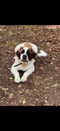 Mila fast 1 Jahr jung sucht neuen Wirkungskreis. Sie