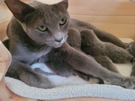 Wir haben reinrassige Russisch Blau Kitten aus besten