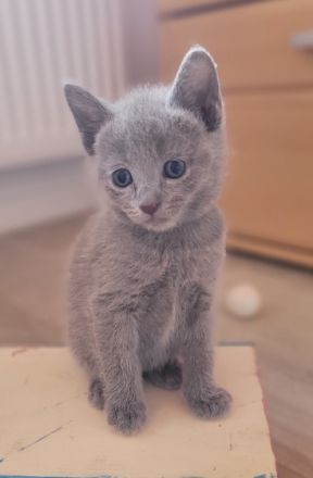 Wir haben reinrassige Russisch Blau Kitten aus besten