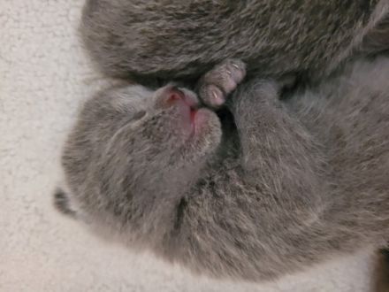 Wir haben reinrassige Russisch Blau Kitten aus besten