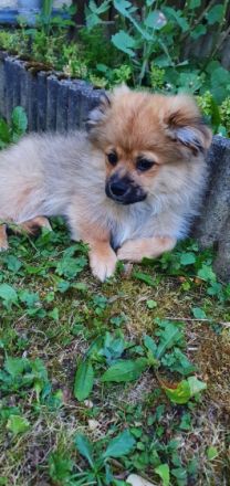 Hallo ihr Lieben, Wir suchen für unsere 2 Welpen 