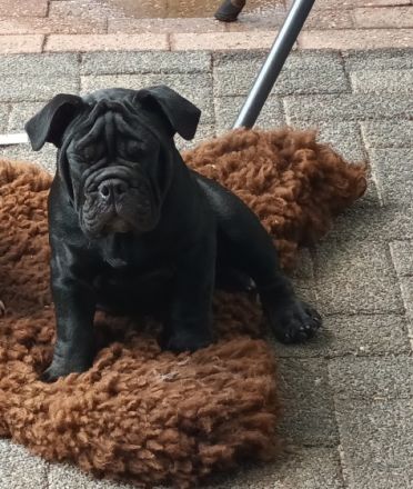 Olde English Bulldogge, Welpen