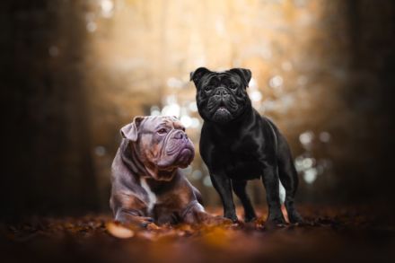 Olde English Bulldogge, Welpen