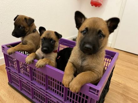 Diese Hunderasse gilt sehr gut zum Schutz von Personen,