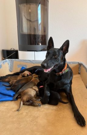 Diese Hunderasse gilt sehr gut zum Schutz von Personen,