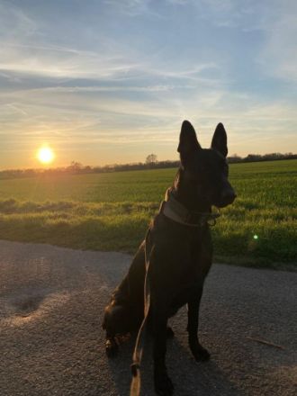 Diese Hunderasse gilt sehr gut zum Schutz von Personen,