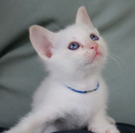 4 Thai Kitten geboren am 13.05.2026, suche liebes, neues Zuhause