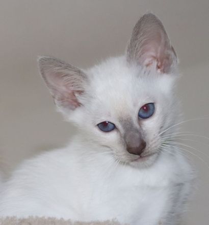 Suche liebes, neues Zuhause für meine beiden Thai