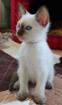 2 Thai Kitten geboren am 13.05.2026, suche liebes, neues Zuhause
