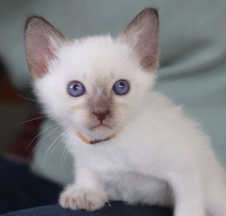 4 Thai Kitten geboren am 13.05.2026, suche liebes, neues Zuhause