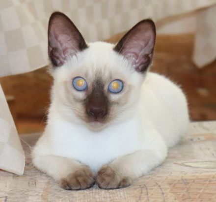 Suche liebes, neues Zuhause für meine beiden Thai