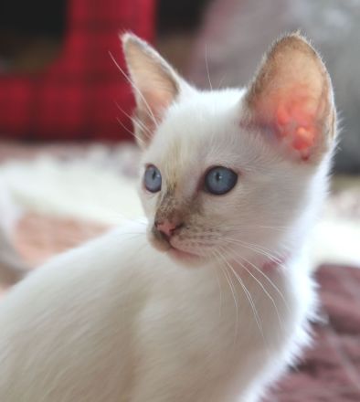 2 Thai Kitten geboren am 13.05.2026, suche liebes, neues Zuhause