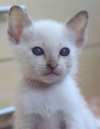4 Thai Kitten geboren am 13.05.2026, suche liebes, neues Zuhause
