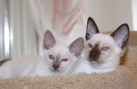 Suche liebes, neues Zuhause für meine beiden Thai