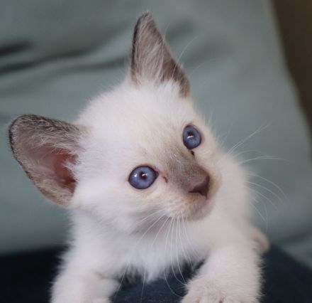 4 Thai Kitten geboren am 13.05.2026, suche liebes, neues Zuhause