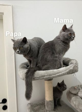 unsere Chanel hat am 01.06.2022 drei gesunde Weibchen