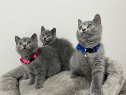 unsere Chanel hat am 01.06.2022 drei gesunde Weibchen