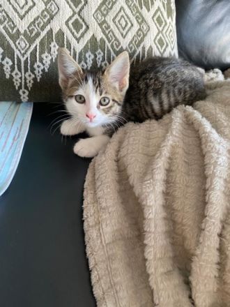 3 niedliche Kittens suchen ein zu Hause. Sie sind ca.