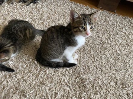 3 niedliche Kittens suchen ein zu Hause. Sie sind ca.