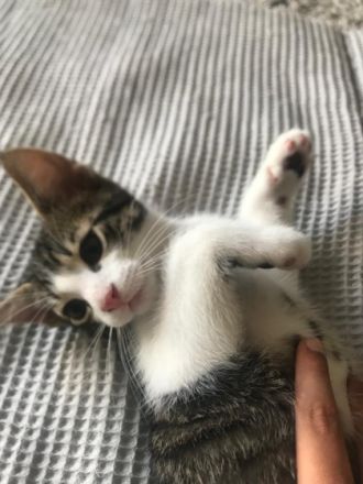 3 niedliche Kittens suchen ein zu Hause. Sie sind ca.