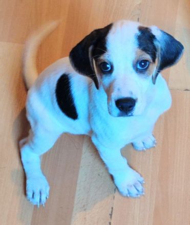 Dieser kleine süße Rüde sucht noch ein liebevolles