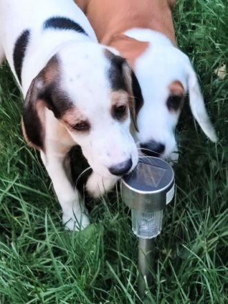 Dieser kleine süße Rüde sucht noch ein liebevolles