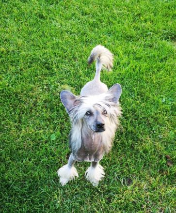 Shanti, Wunderschone Hundin mit Zuchtzulassung!