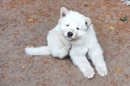 Aus unserem Wurf suchen noch 2 Langstockhaarrüden ihren