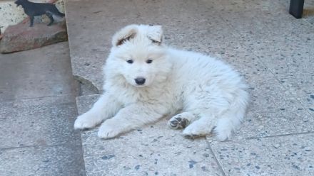 Aus unserem Wurf suchen noch 2 Langstockhaarrüden ihren