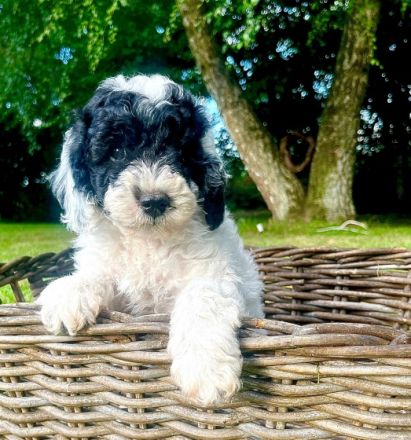 Unsere beiden Zwergpudeljungs Spooky und Flecki wurden