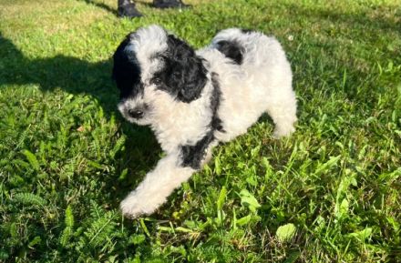 Unsere beiden Zwergpudeljungs Spooky und Flecki wurden