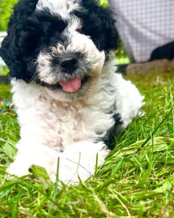 Unsere beiden Zwergpudeljungs Spooky und Flecki wurden
