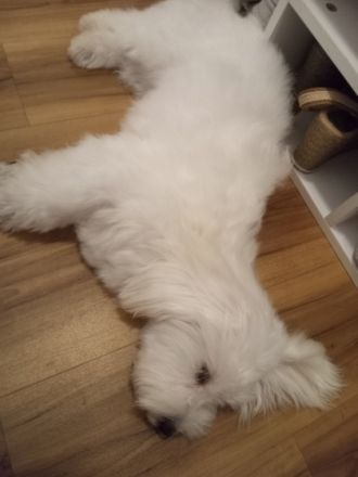 Hundefreunde. Ich heiße Max und bin sieben Monate alt.