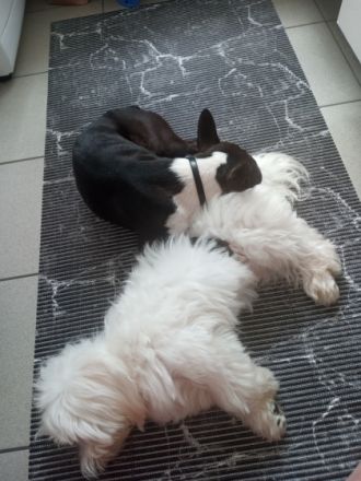 Hundefreunde. Ich heiße Max und bin sieben Monate alt.