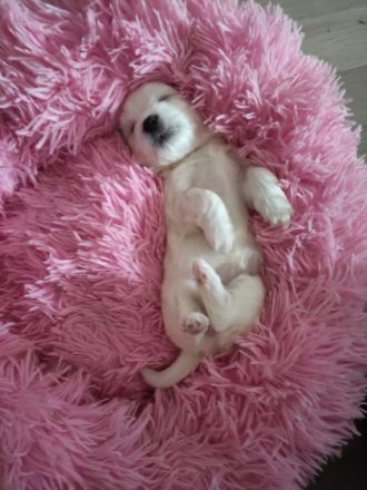 Wir haben 6 kleine malteser. Alle ust gesund . Geboren