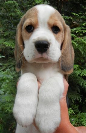 Reinassige Beaglewelpen in liebevolle Hände abzugeben.