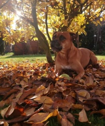 Hallo...Unsere wunderschöne Boxerhündin Thara hat am 31