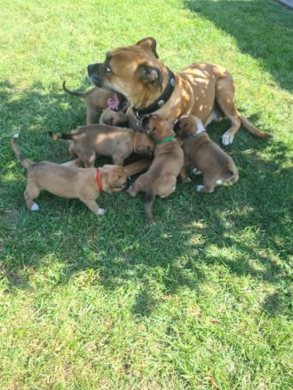 Hallo...Unsere wunderschöne Boxerhündin Thara hat am 31