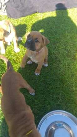 Hallo...Unsere wunderschöne Boxerhündin Thara hat am 31