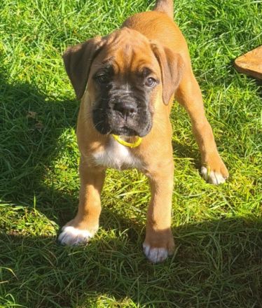 Hallo...Unsere wunderschöne Boxerhündin Thara hat am 31