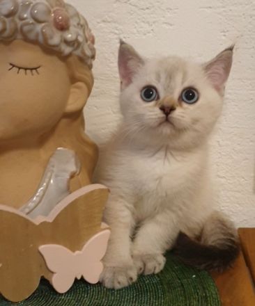 Reinrassige BKH Katzenbabys . Werden mit 12 Wochen