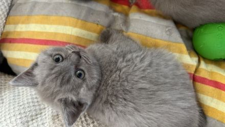 4x BKH Kitten in Lilac und Blue Gesund, entwurmt,