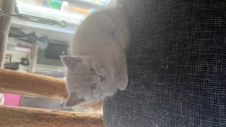 4x BKH Kitten in Lilac und Blue Gesund, entwurmt,