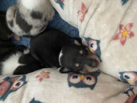 Am 10. Juli wurden 6 zauberhafte Welpen im Zwinger QQA