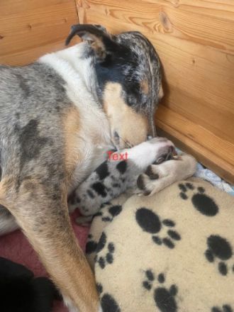 Am 10. Juli wurden 6 zauberhafte Welpen im Zwinger QQA