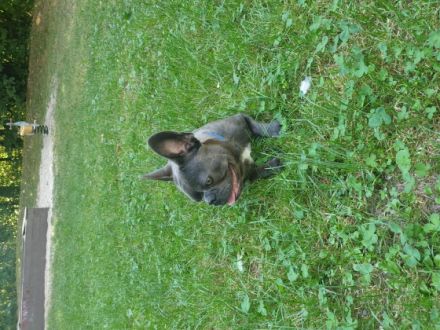 Französische Bulldogge Welpe Hallo Wunderschöne